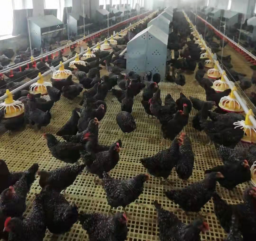 Plast-list-til-kylling-farm4